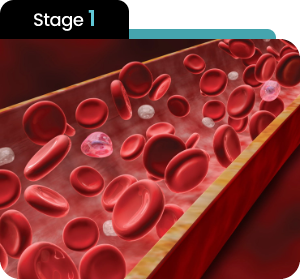 Stage 1 blood-flow illustration showing red blood cells in a vessel for the Soda Peak Gummies explanation